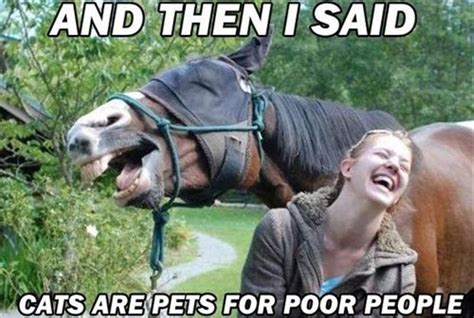 funny horses, cats are pets for poor people - Dump A Day