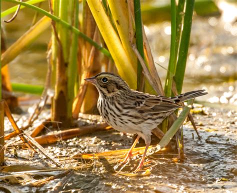 Savannah Sparrow Owen Deutsch Photography