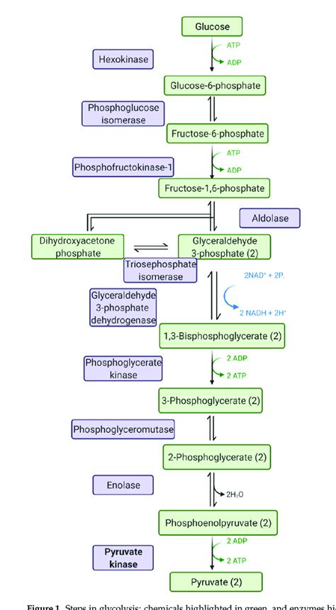 Steps In Glycolysis Chemicals Highlighted In Green And Enzymes