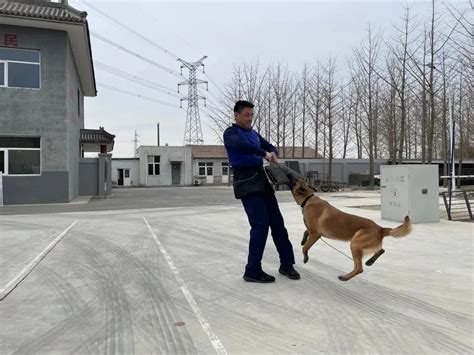 中国救援队4只搜救犬“上阵救人”！成为搜救犬，需要澎湃号·政务澎湃新闻 The Paper