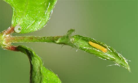 Funereal Duskywing - Alabama Butterfly Atlas