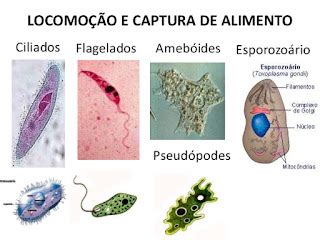 Como Os Protozoários Se Alimentam - EaD&Tutoria: Reino Protista: Protozoários e Algas