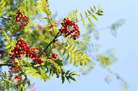 Rowan Tree Meaning and Symbolism (Protection & Freedom)