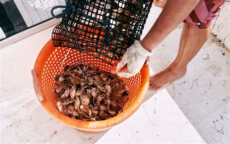 The Ill-fated Launch of Texas’s First Oyster Farm