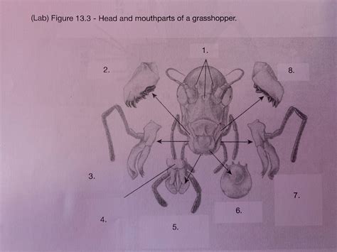 Head And Mouthparts Of A Grasshopper Diagram Quizlet