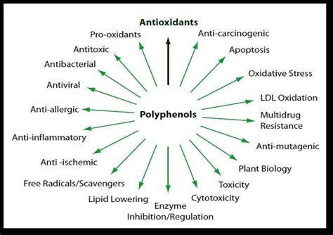 B): properties of poly phenols according to Hu (2007). | Download ...