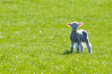 Spring Lamb At This Time Of Year The Paddocks Of Rural Ne Flickr