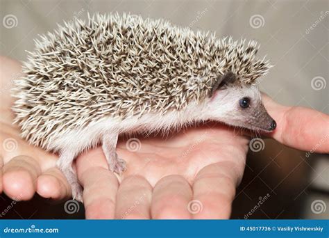 Atelerix Albiventris, African Pygmy Hedgehog. Stock Photo - Image of laughable, dwarf: 45017736