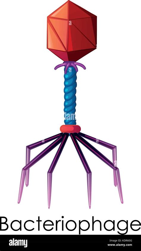 Bacteriophage Stock Photos And Bacteriophage Stock Images Alamy