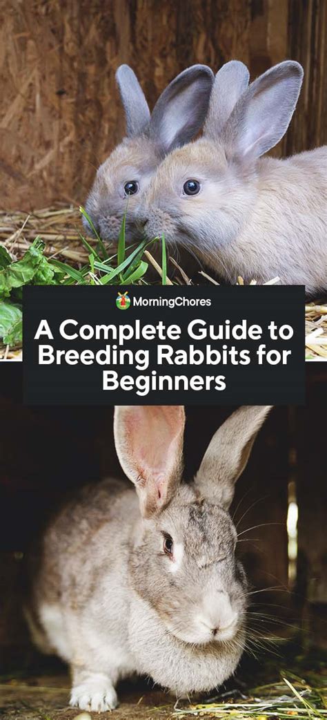 A Complete Guide To Breeding Rabbits For Beginners