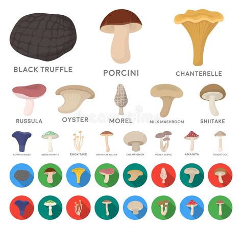 Poisonous And Edible Mushroom Cartoon Flat Icons In Set Collection For