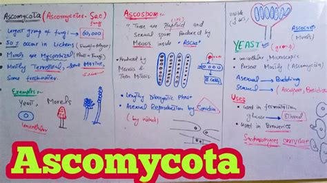 Ascomycota Ascomycetes Sac Fungi Biology 11th Chapter 8 Fungi Youtube