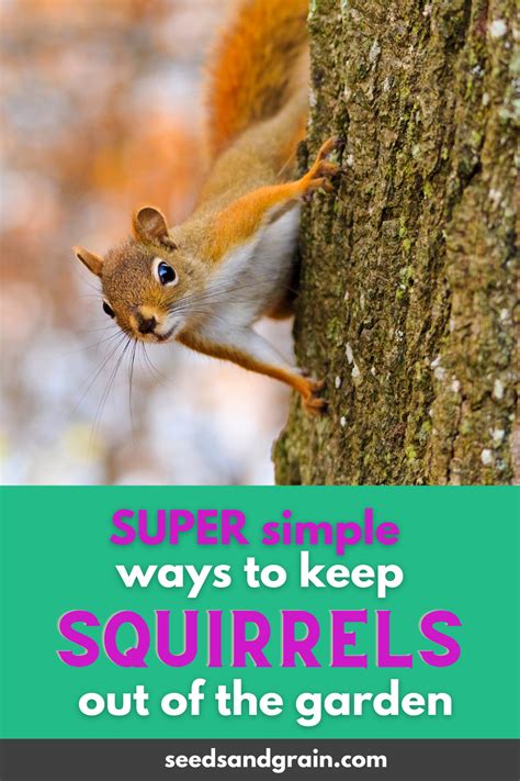 How To Keep Squirrels Out Of Garden Beds Naturally Artofit