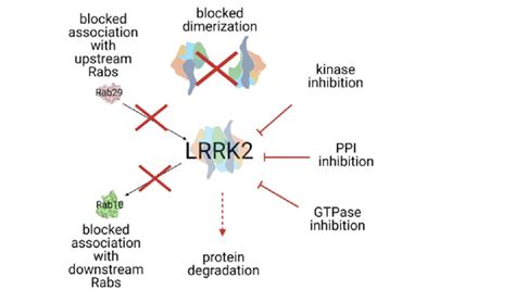 Summarized Lrrk2 Targeting Strategies Lrrk2 Dysfunction Induces An