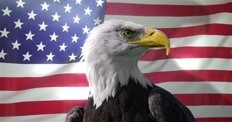 Bald Eagle with American Flag Blank Template - Imgflip