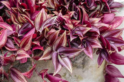 Tradescantia Zebrina Formerly Known As Zebrina Pendula Is A Species