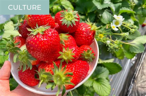 Our Experience Of Japanese Strawberry Picking At A Chiba Farm Kokoro Media