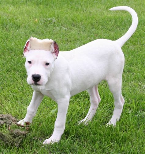 Argentine Dogo Black - Dogo argentino information including personality ...