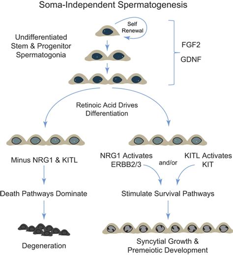 Soma Independent Development Of Differentiating Spermatogonia Fgf And