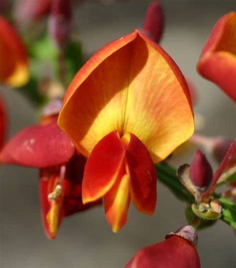 Cytisus Scoparius Lena Edelginster Schmuckginser Lena