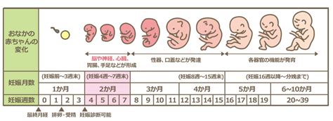 妊娠中の気をつけたい病気（妊娠初期から中期） ティアラ ウィメンズ クリニック 絨毛膜羊膜炎など気になる症状