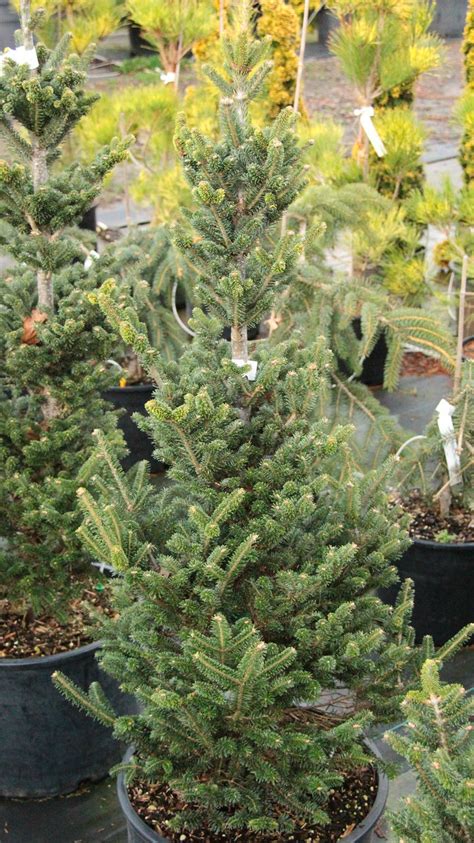 Abies Fraseri Fraser Fir