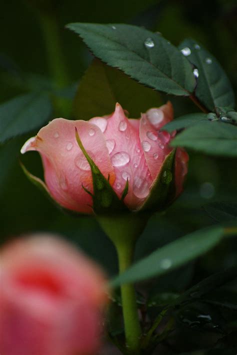 Rose After Rain Steen Jeppesen Flickr