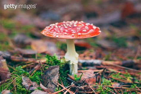 Mature Amanita Muscaria Known as the Fly Agaric or Fly Amanita 이미지