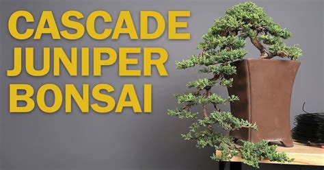 How To Shape A Cascading Juniper Bonsai