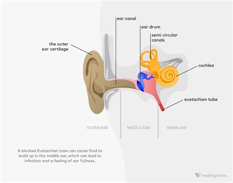 Feeling of Fullness in the Ear: Causes and Treatments