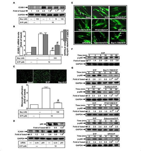 NF B Plays A Key Role In Mediating S1P Induced ICAM 1 Expression