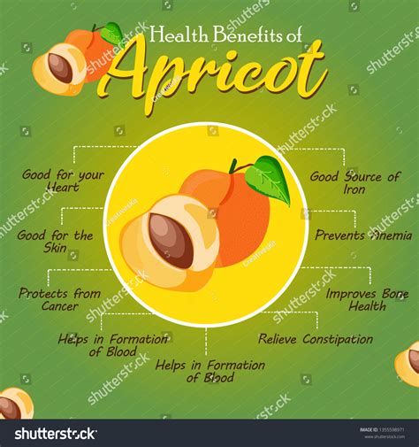 Health Benefits Apricot Fresh Fruit Healthy Stock Vector Royalty Free 1355598971 Shutterstock