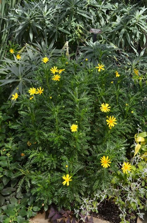 Euryops Pectinatus Viridis Golden Daisy Bush Garden Center Marketing