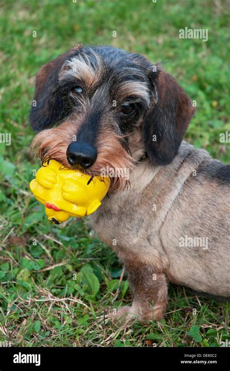 Wirehaired Dachshund Hi Res Stock Photography And Images Alamy