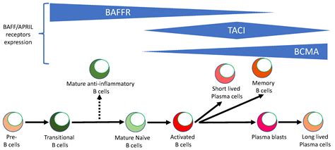 Ijms Free Full Text Dual Role Of B Cells In Multiple Sclerosis