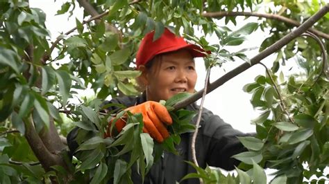 新華全媒｜湖南懷化：碧根果試種六年喜迎豐收 新華網