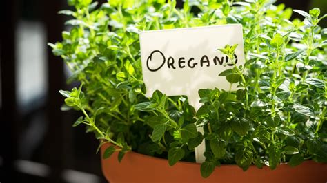 oregano plant distribution  terri kent blog