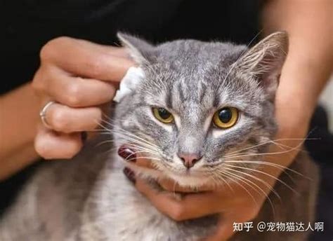 猫咪得了“耳螨”怎么办？别害怕，及时治疗就能解决！