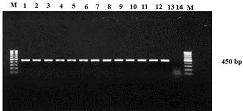 Agarose Gel Electrophoresis Showing The Pcr Product Analysis Of Cox1