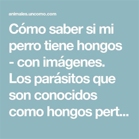 C Mo Saber Si Mi Perro Tiene Hongos Conoce Los S Ntomas De Los Hongos