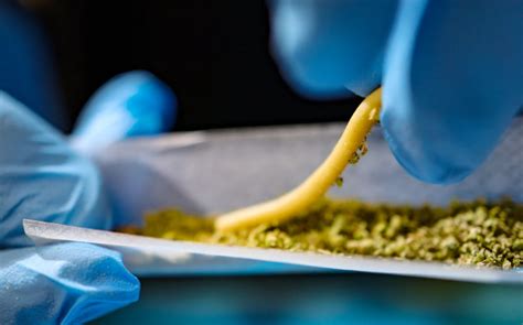 ultimate guide  rolling hash holes elevate  smoking experie