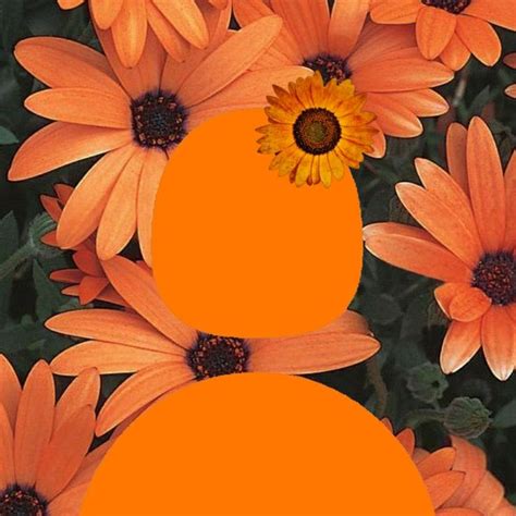 Orange Flower Pfp🌻