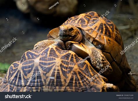 Indian Star Tortoise Photos and Images & Pictures | Shutterstock