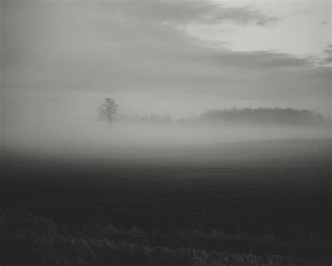 Country Fog Wall Art, Black & White, Tree in Mist, Foggy Field, Farmhouse Decor, Country Home ...