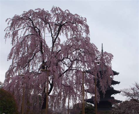 Toji Sakura 2 by GladrialGolean on DeviantArt