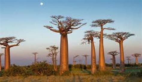 8 Facts about Baobab Trees - Fact File