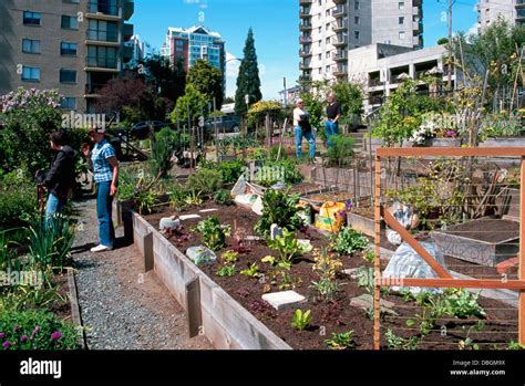 Community Garden, Urban Gardens, North Vancouver, BC, British Columbia, Canada - Sustainable ...