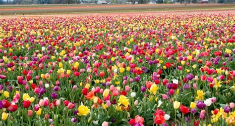 Tulip Cultivation Information Guide Agri Farming