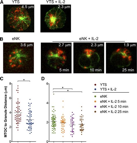 Il Promotes Lytic Granule Convergence In Nk Cells A Confocal