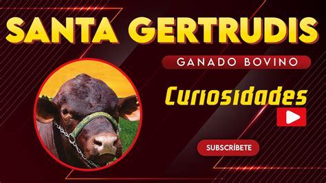 Raza De Ganado Santa Gertrudis Ganado Bovino Carnico Youtube